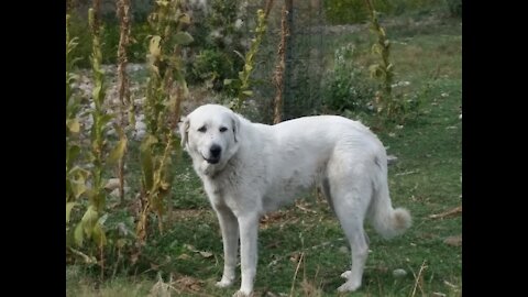 Livestock Guardian Dog Does Happy Lap...