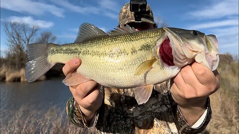 My New Favorite Pond!! (GIANT FISH)