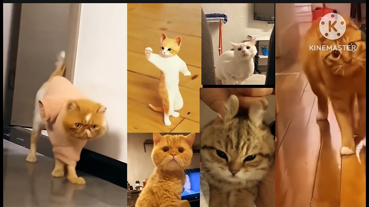 FUNNY CATS 🐈