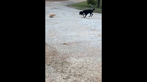 Poodle has great mouth-eye coordination but doesn’t trust that darn cat