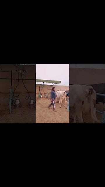 Milking cows 🐄 well trained 😊#Shorts #ytshorts #UbertainmentFun #Dogs #Animals #Fun