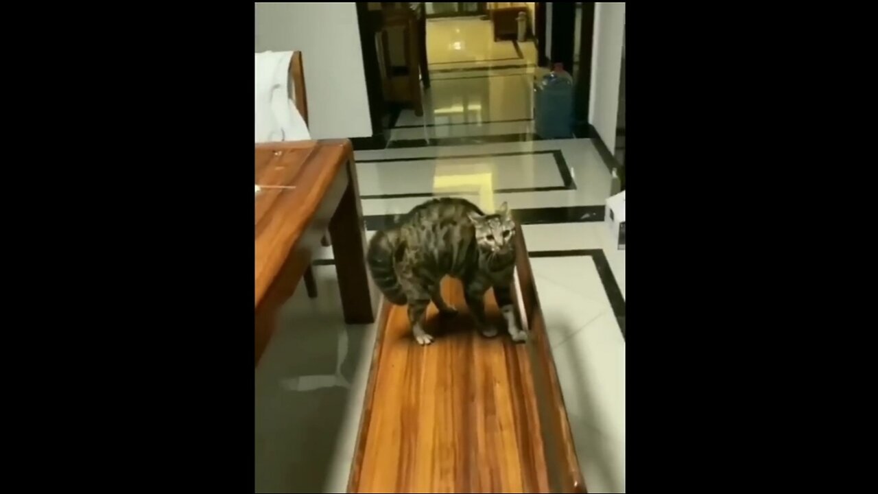 Fanny Animals