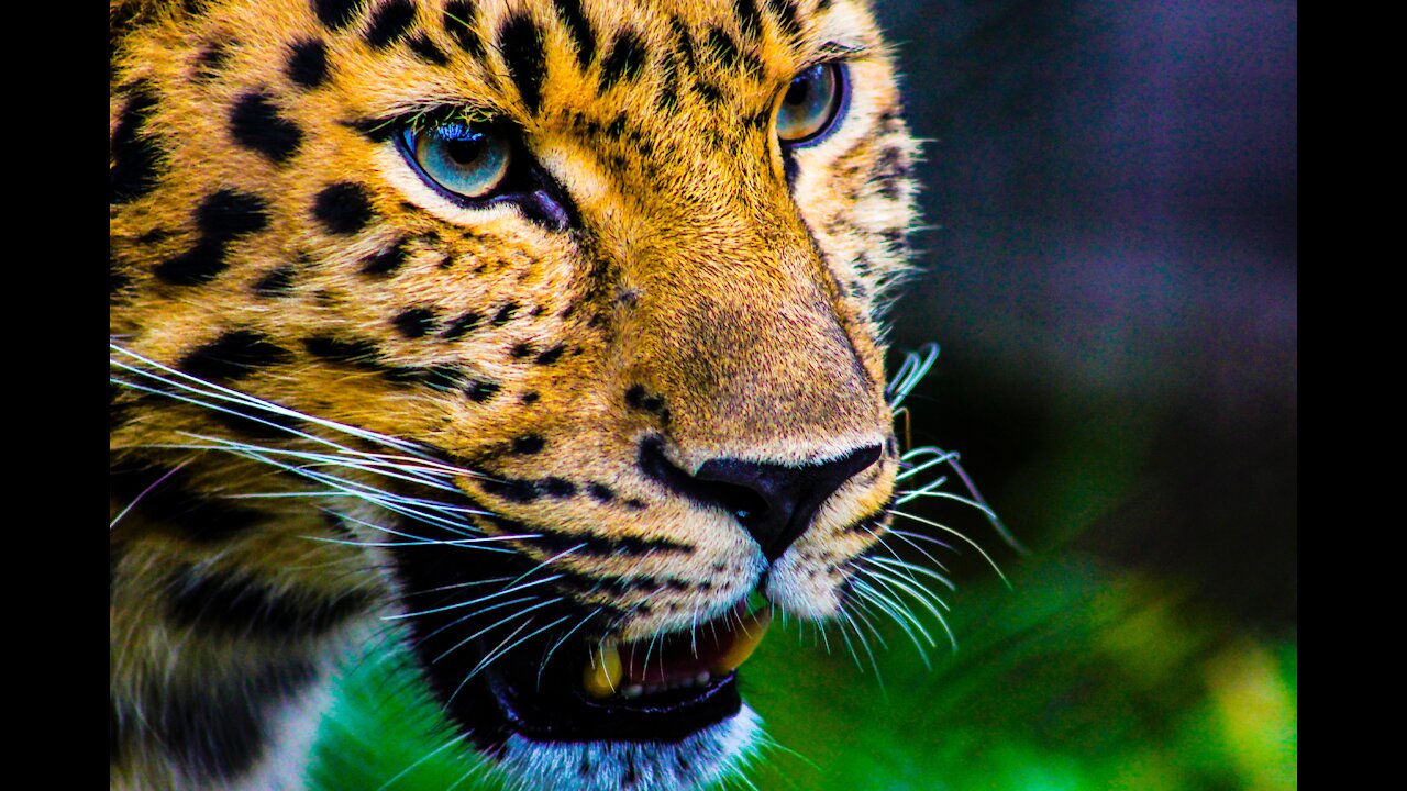 Amazing animals video