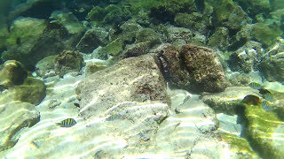 Zebra fish off of Santa Cruz Island Galapagos #Shorts