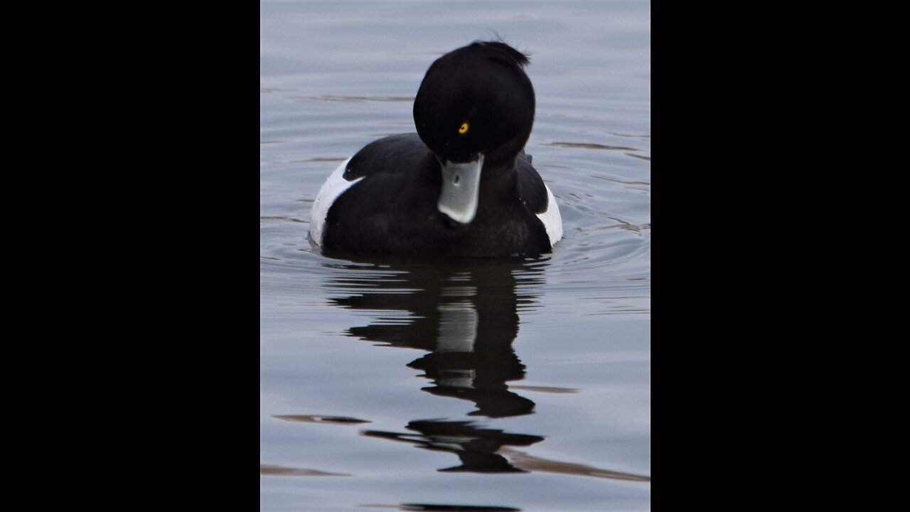 The Tufted Duck in Berlin, Germany!