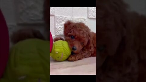 Funniest Cat and Dog Videos Compilation