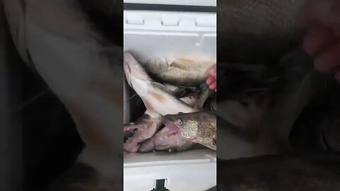 Walleye carnage this morning! Hot bite on Lake Erie Eyes 05-01-2022 Bandits 🔥🔥🔥