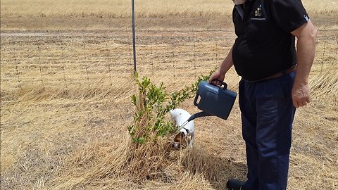 It's a drought! Can I save the fruit trees?