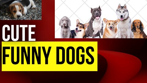 Funny Dog Videos 2022 Its time to laugh with Dog's life