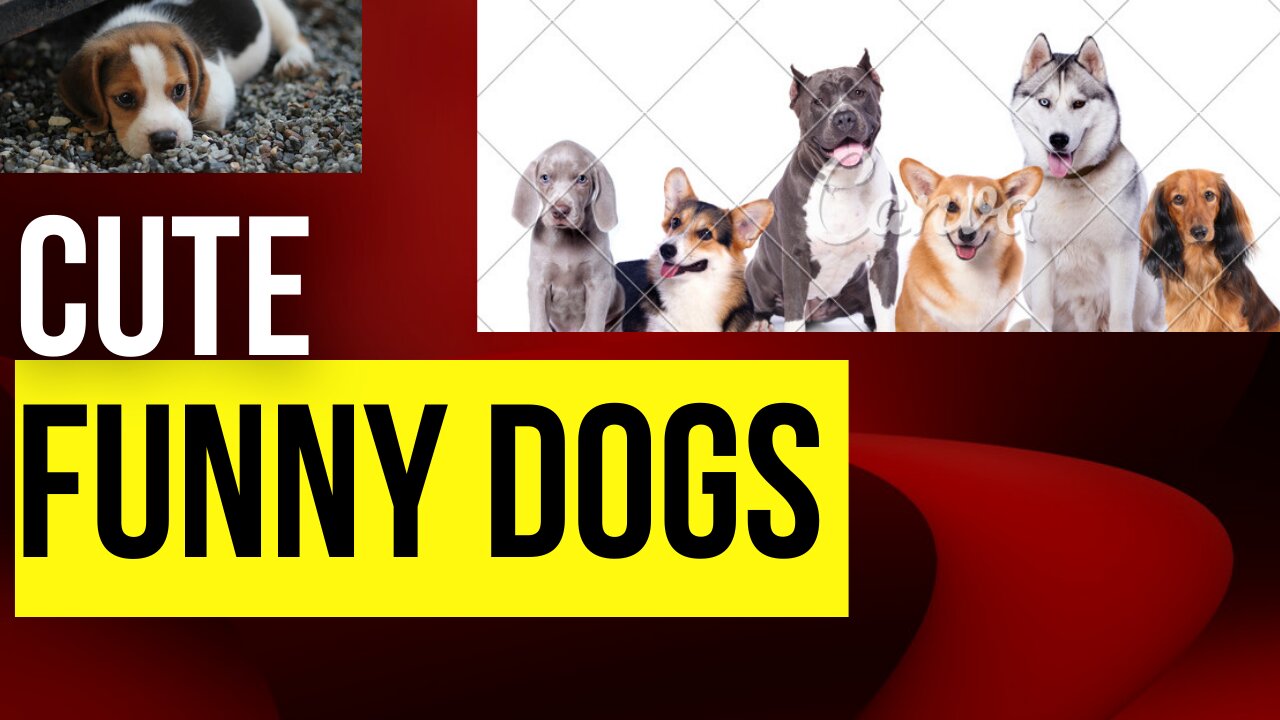 Funny Dog Videos 2022 Its time to laugh with Dog's life