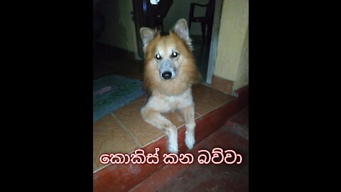 SRI LANKAN කොකිස් කන බව්වා