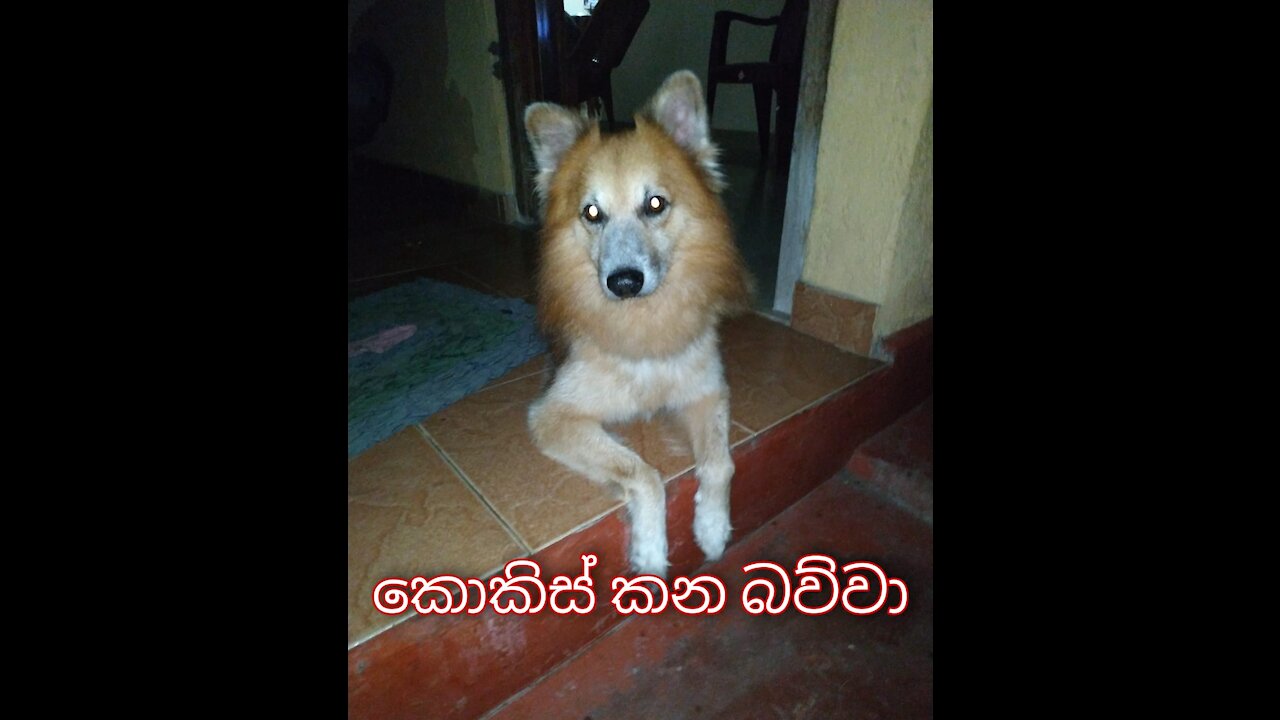 SRI LANKAN කොකිස් කන බව්වා
