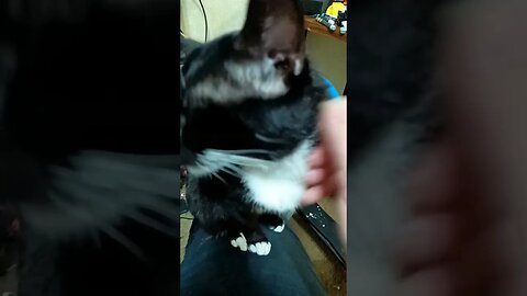 #shortsfeed #kitty #kittycat #shortsvideo #kitten #youtubeshorts #cat kitty wants attention
