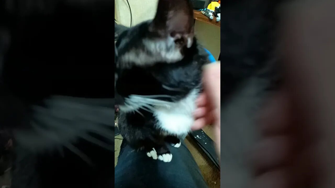 #shortsfeed #kitty #kittycat #shortsvideo #kitten #youtubeshorts #cat kitty wants attention