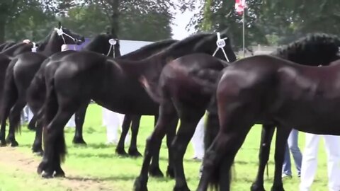 10 Beautifully Colored Rare Horse Breeds-6
