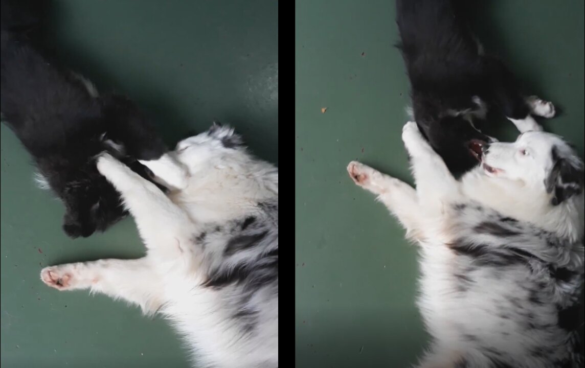 Border Collie and Australian Shepherd kissing.