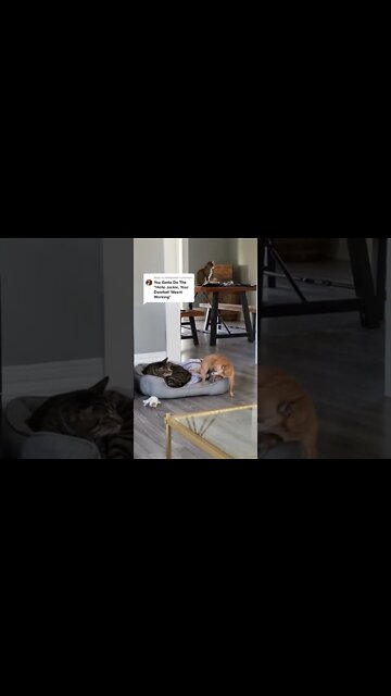 эти приколы искали все / приколы 2022 / приколы 2022 тик ток / тик ток приколы смотреть