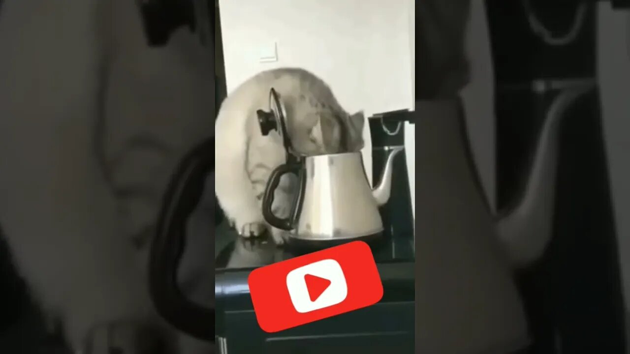 Cute Cat | Funny #cute #cat #funny