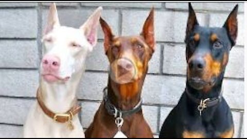 Dobermen __ A dog that a human would think of many times before touching it __ #dogs #rumblevideo