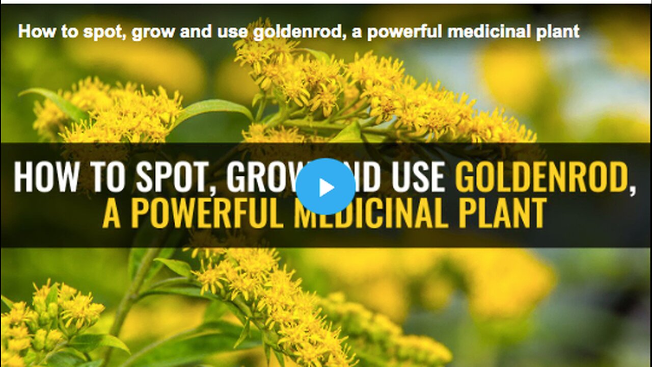 Learn how to spot, grow and use goldenrod, a powerful medicinal plant