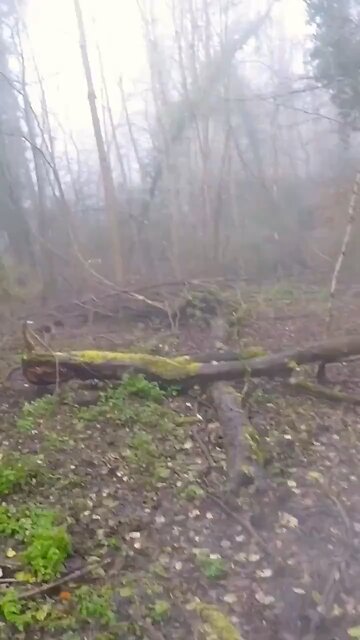 Close Call with a Wild Hog!