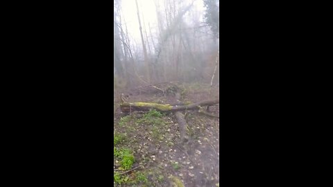 Close Call with a Wild Hog!