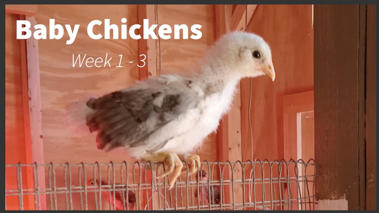 Baby Chickens - 1 to 3 weeks old.