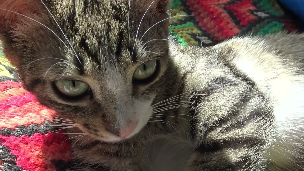 Adorable Baby Cat Sleeps on a Pillow