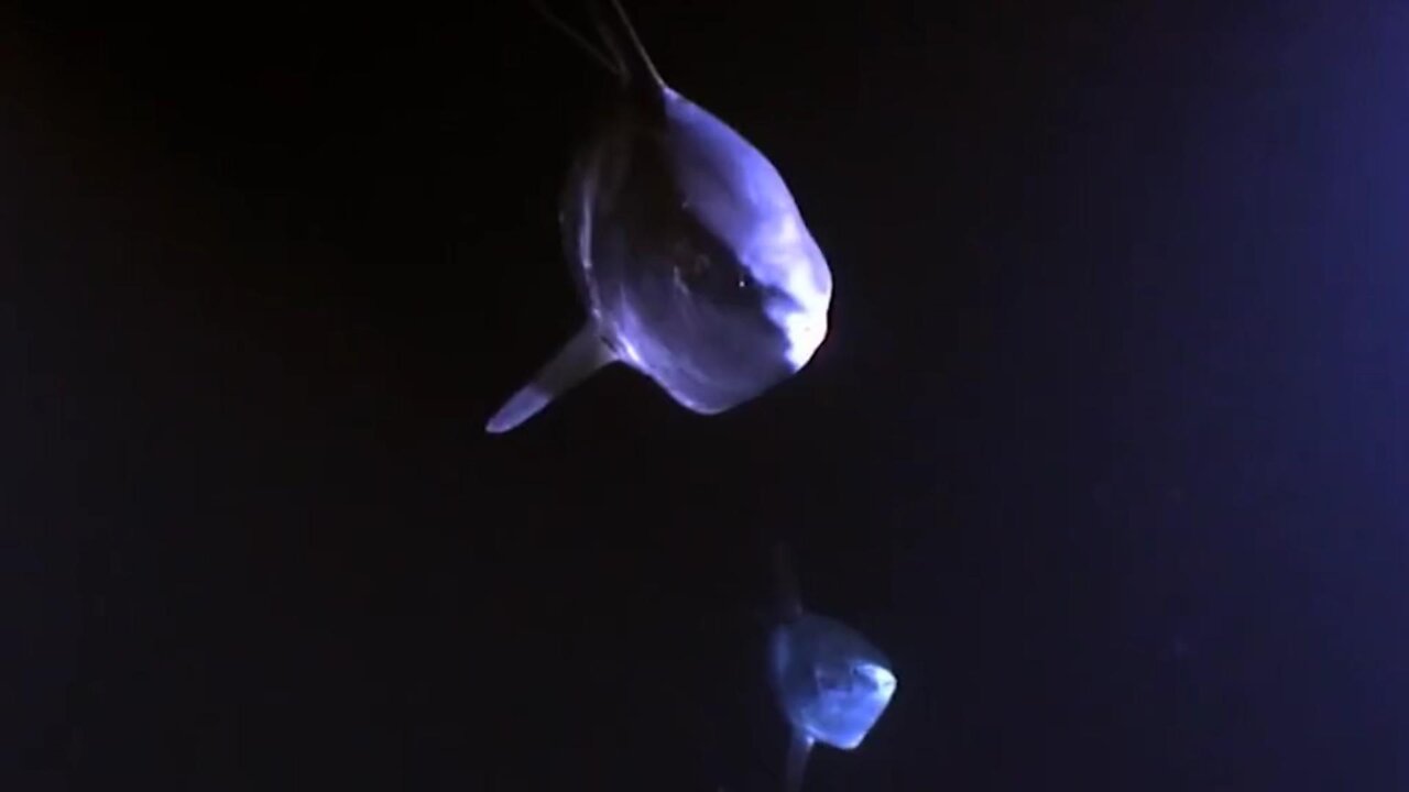 The survival rate of sunfish larvae is extremely low