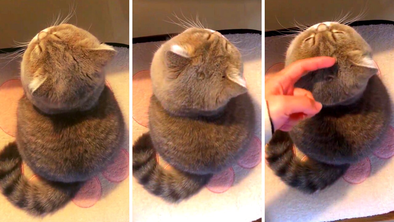 Chubby cats are so adorable! | funny cat videos 2022