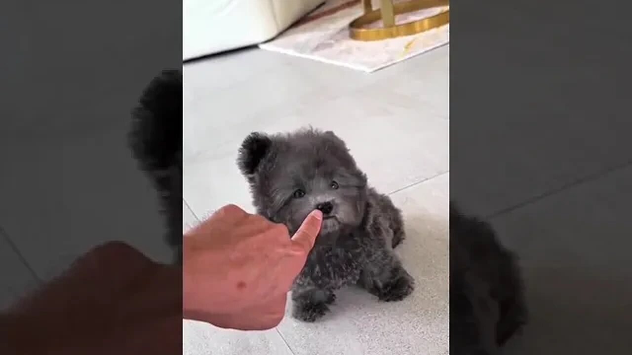 Puppy play with my finger #funnyvideo #petvideos