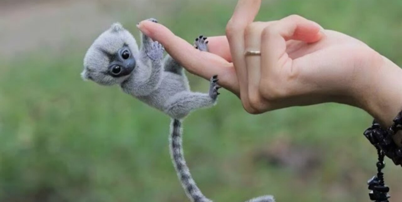 10 Cutest Exotic Animals You Can Own as Pets In The World