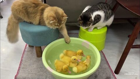 Funny animal video, funny cat video funny kittens 😍