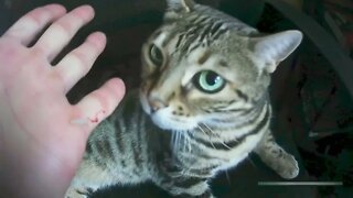 Oh my nail ! #cats #catlover #bengalcat #bengalcat #pets #animals #shorts #attack