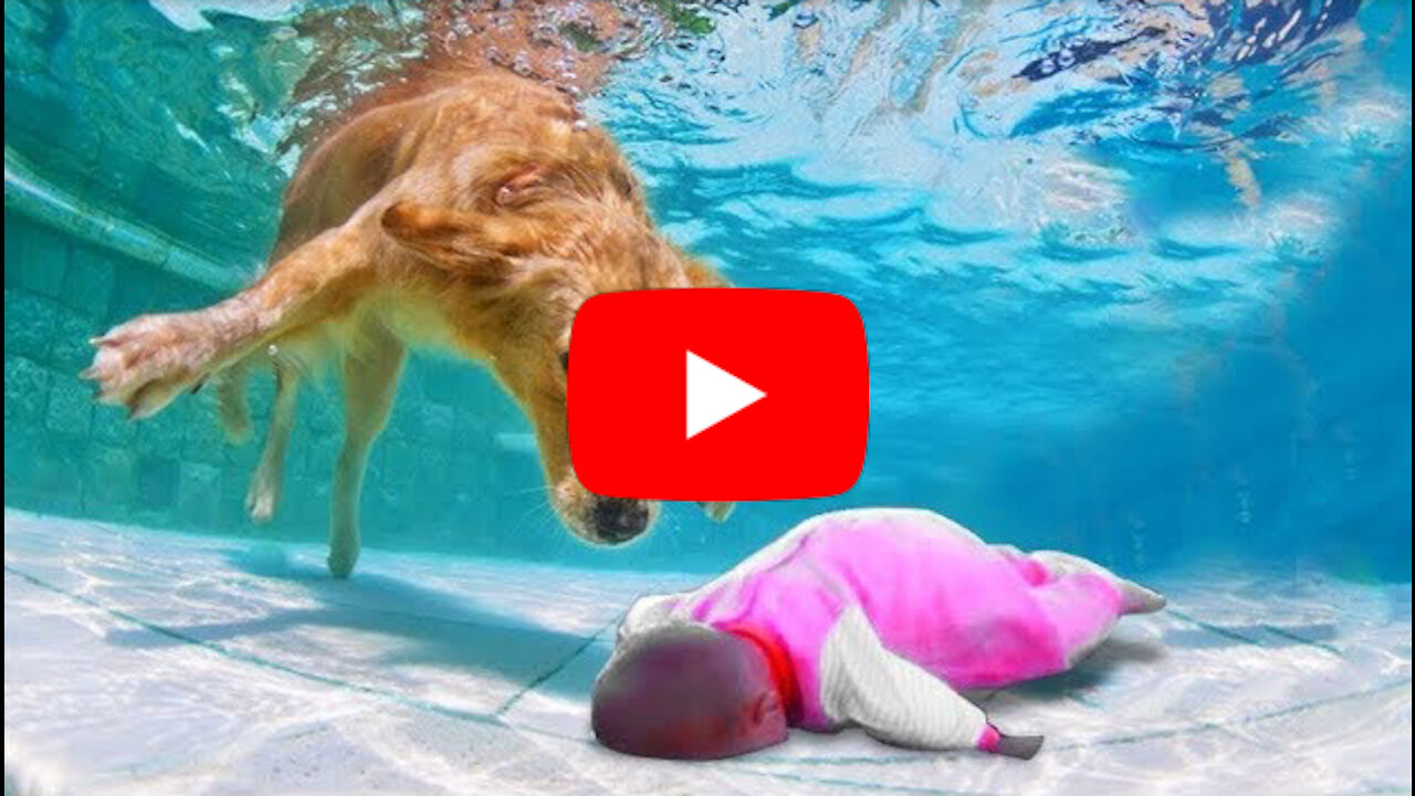 The hero dog saves a child from drowning in an incredible way !! "Dogs saved human lives"