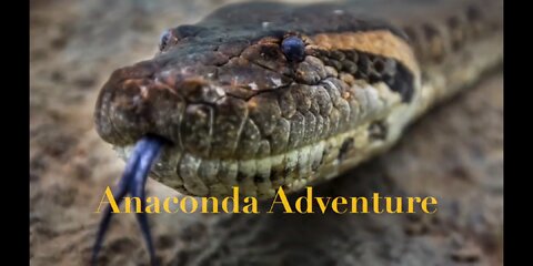 Anaconda in Brazil