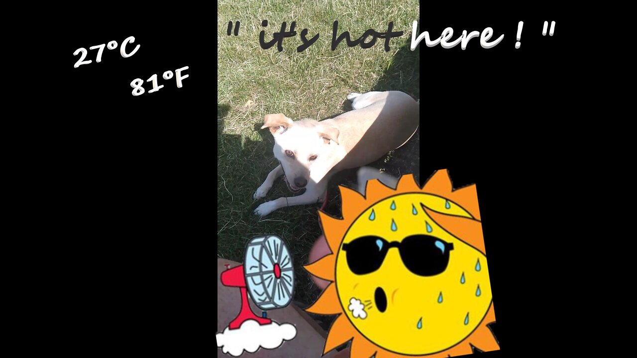 Summer's Day DogWalking βπΆπΆ