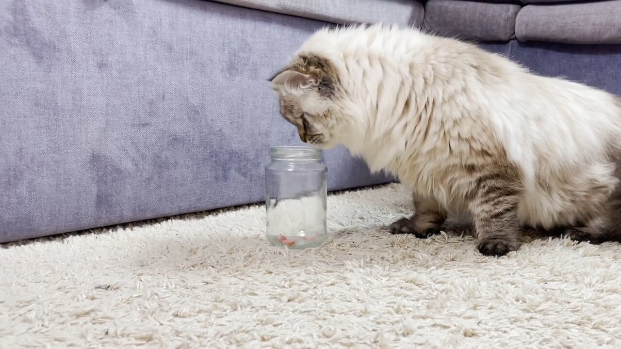 Food-Obsessed Cat Learns How To Get Food Out of a Jar