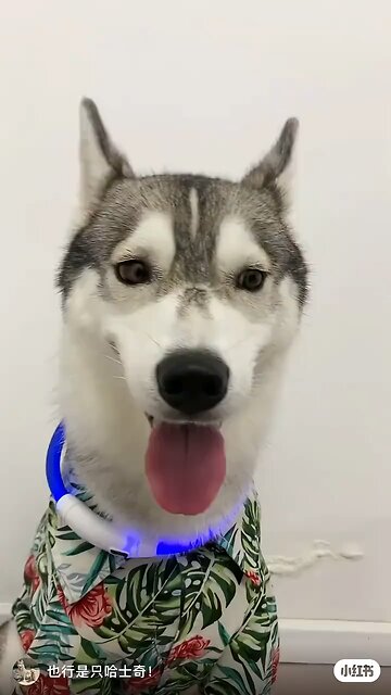 funny animals 1| Takamaga