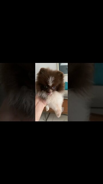 Brincando com o cachorro mais fofo que já vi #shorts