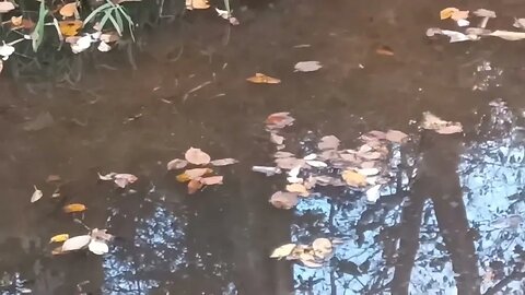 Rosy Red Minnows to support your Goldfish pond survival stash