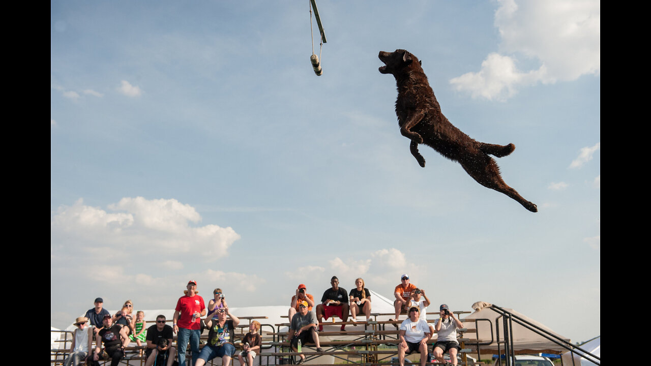 Dog safe fly killer - dog jumping competition