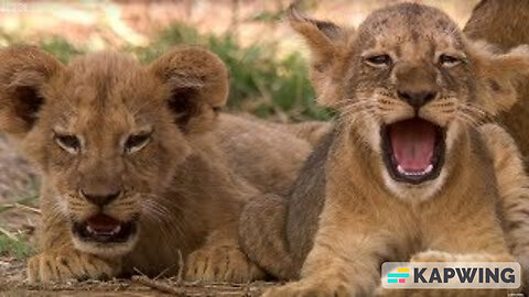 Lion 🦁 cub adamantly seeks attention from his sleepy father