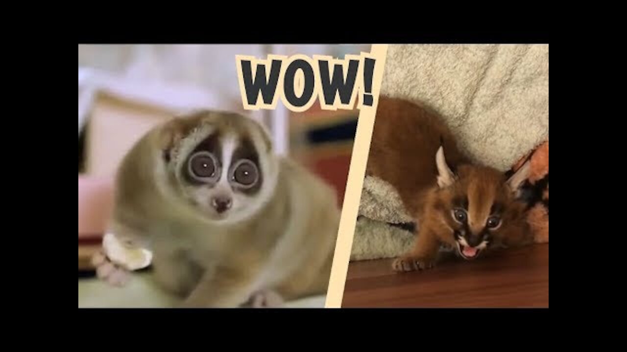 TOP 7 unusual pets!