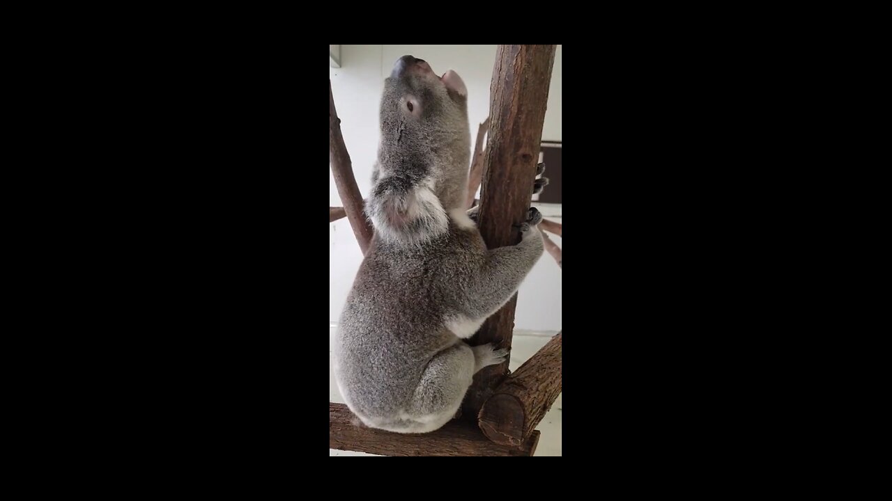 Have you heard the sound of a koala when it's happy?