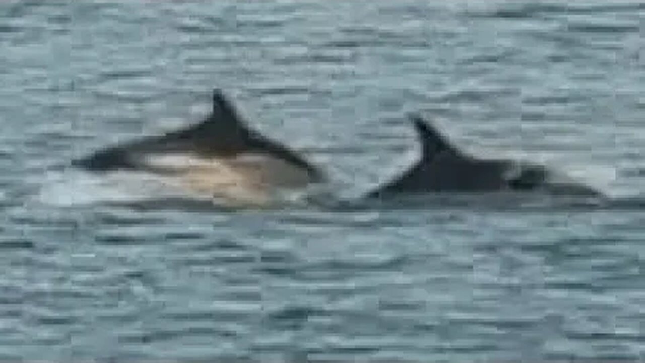 Dolphin pod swims close to rowing boat! #animals #wildlife #shortsvideo #shorts #dolphins #subscribe