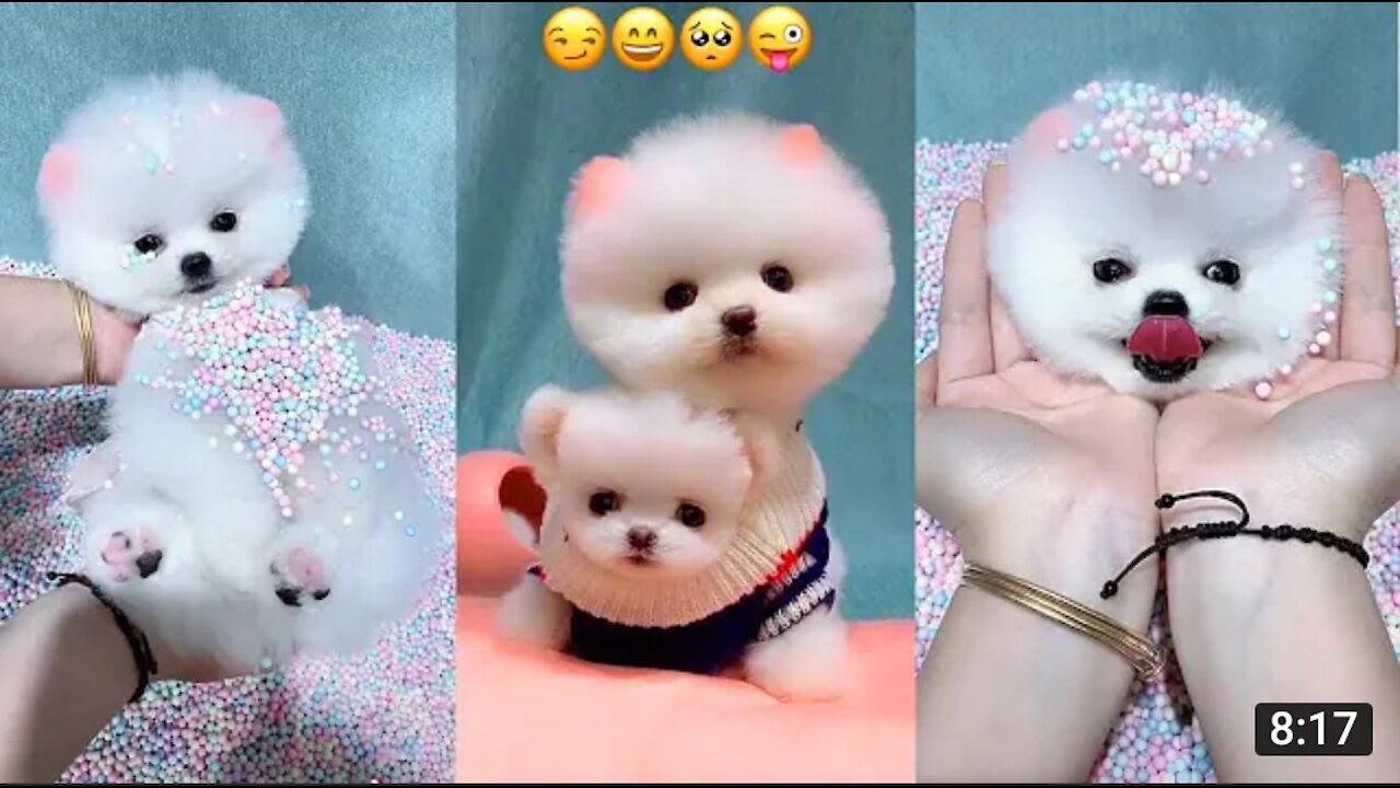Funny and Cute Pomeranian 😍2021