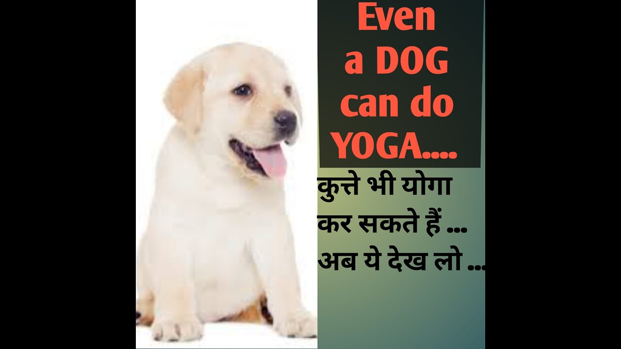 DOG CAN DO YOGA AS WELL .....TRUST ME