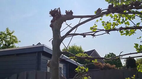 LEILINDEN SNOEIEN voor en na. Tevens gereedschap en benodigdheden.