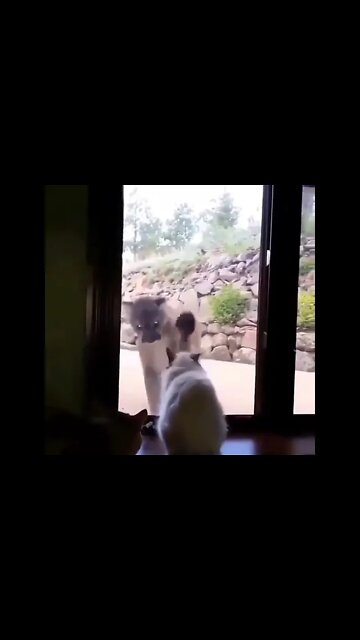 Cat In Danger #UbertainmentFun #Shorts #ytshorts #Dogs #Animals #Fun
